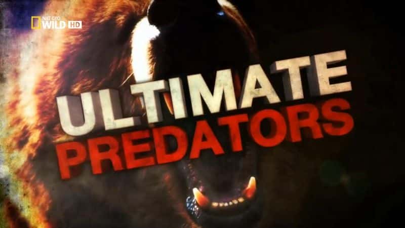 外语原版纪录片《终极掠食者/Ultimate Predator 》原版无字/外挂字幕 - 纪录片1080P/720P/360P高清标清网盘迅雷下载