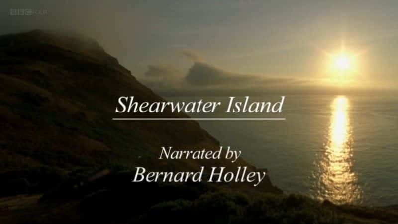 外语原版纪录片《海鸥岛/Shearwater Island 》原版无字/外挂字幕 - 纪录片1080P/720P/360P高清标清网盘迅雷下载