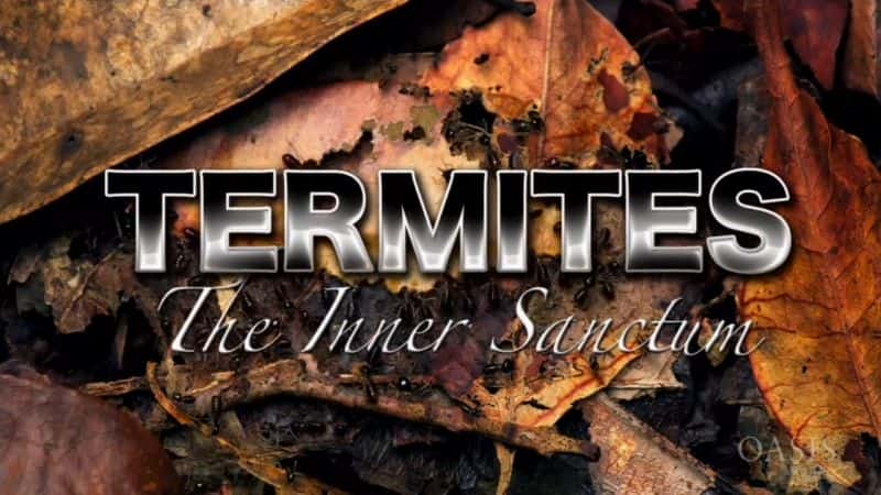 外语原版纪录片《白蚁 - 内殿 (ORF)/Termites - The Inner Sanctum (ORF) 》原版无字/外挂字幕 - 纪录片1080P/720P/360P高清标清网盘迅雷下载