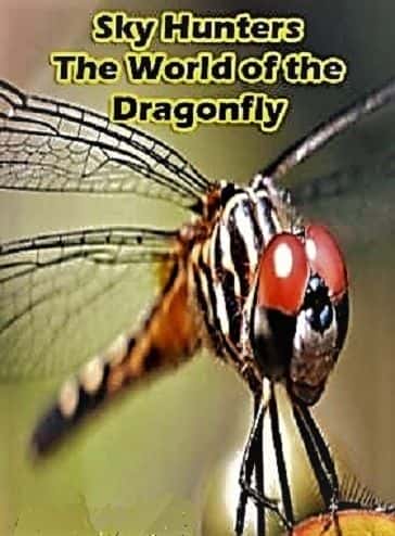 外语原版纪录片《天空猎手：蜻蜓的世界/Sky Hunters: The World of the Dragonfly 》原版无字/外挂字幕 - 纪录片1080P/720P/360P高清标清网盘迅雷下载