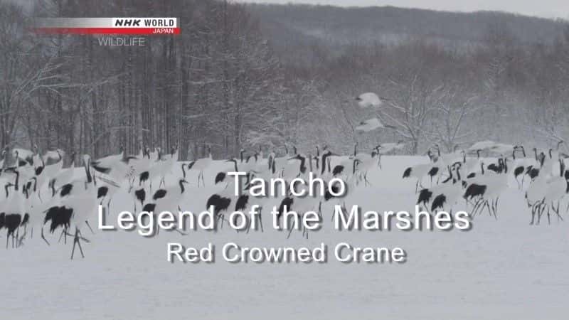 外语原版纪录片《丹顶丹顶鹤沼泽传说/Tancho Legend of the Marshes Red Crowned Crane 》原版无字/外挂字幕 - 纪录片1080P/720P/360P高清标清网盘迅雷下载