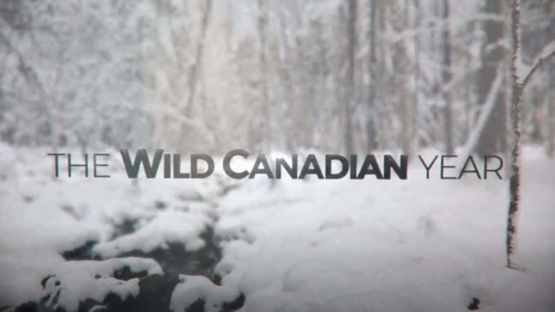 外语原版纪录片《狂野的加拿大年/The Wild Canadian Year 》原版无字/外挂字幕 - 纪录片1080P/720P/360P高清标清网盘迅雷下载
