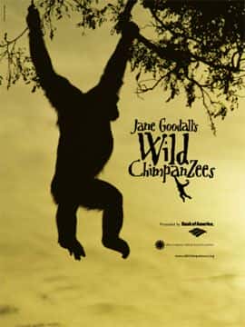 外语原版纪录片《野生黑猩猩/Wild Chimpanzees 》原版无字/外挂字幕 - 纪录片1080P/720P/360P高清标清网盘迅雷下载