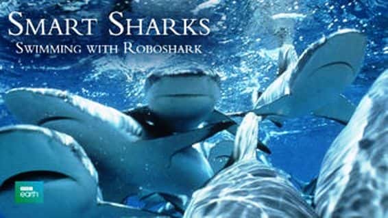 外语原版纪录片《智能鲨鱼与 Roboshark 一起游泳/Smart Sharks Swimming with Roboshark 》原版无字/外挂字幕 - 纪录片1080P/720P/360P高清标清网盘迅雷下载