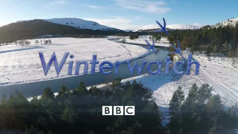 外语原版纪录片《2015 年冬季守望 (BBC)/Winterwatch 2015 (BBC) 》原版无字/外挂字幕 - 纪录片1080P/720P/360P高清标清网盘迅雷下载