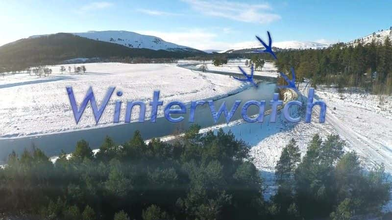 外语原版纪录片《2016 年冬季守望/Winterwatch 2016 》原版无字/外挂字幕 - 纪录片1080P/720P/360P高清标清网盘迅雷下载