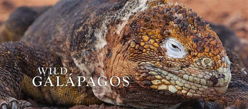 外语原版纪录片《野生加拉帕戈斯群岛：系列 1/Wild Galapagos: Series 1 》原版无字/外挂字幕 - 纪录片1080P/720P/360P高清标清网盘迅雷下载