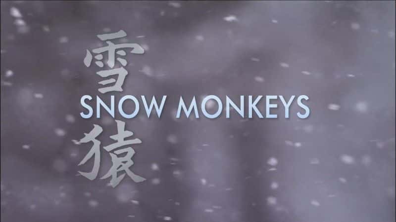 外语原版纪录片《雪猴 (BBC)/Snow Monkeys (BBC) 》原版无字/外挂字幕 - 纪录片1080P/720P/360P高清标清网盘迅雷下载