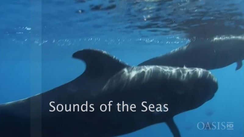外语原版纪录片《海洋之声/Sounds of the Seas 》原版无字/外挂字幕 - 纪录片1080P/720P/360P高清标清网盘迅雷下载