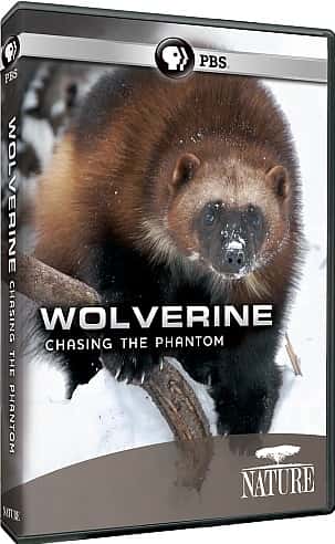 外语原版纪录片《金刚狼：追逐幻影/Wolverine: Chasing the Phantom 》原版无字/外挂字幕 - 纪录片1080P/720P/360P高清标清网盘迅雷下载