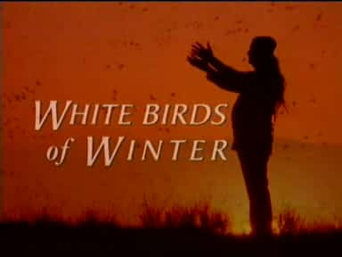 外语原版纪录片《冬天的白鸟/White Birds of Winter 》原版无字/外挂字幕 - 纪录片1080P/720P/360P高清标清网盘迅雷下载