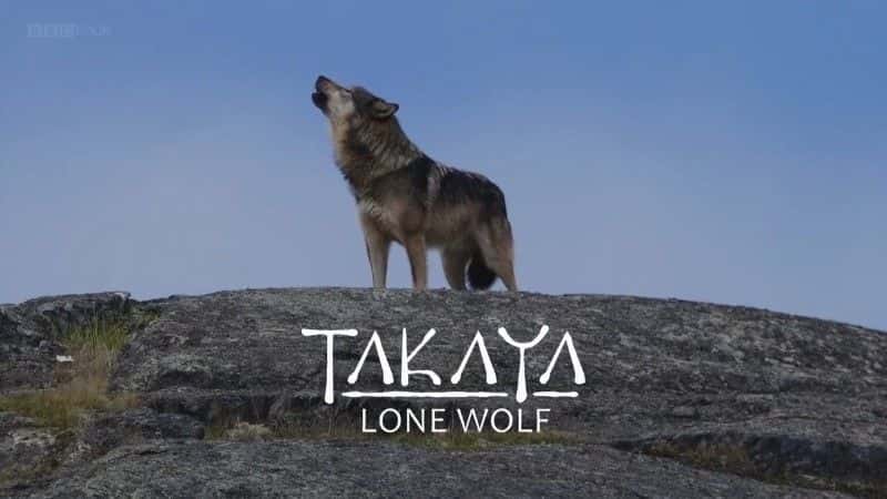 外语原版纪录片《高也：独狼/Takaya: Lone Wolf 》原版无字/外挂字幕 - 纪录片1080P/720P/360P高清标清网盘迅雷下载