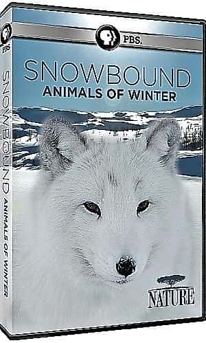 外语原版纪录片《大雪纷飞：冬天的动物/Snowbound: Animals of Winter 》原版无字/外挂字幕 - 纪录片1080P/720P/360P高清标清网盘迅雷下载