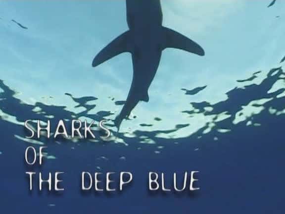外语原版纪录片《深蓝鲨鱼/Sharks of the Deep Blue 》原版无字/外挂字幕 - 纪录片1080P/720P/360P高清标清网盘迅雷下载