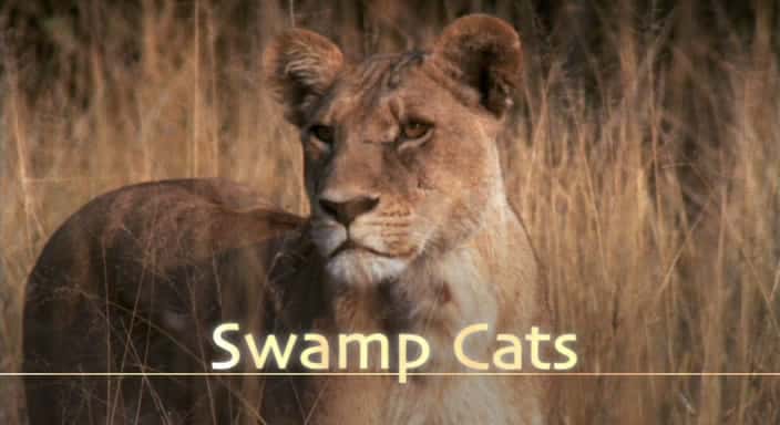 外语原版纪录片《沼泽猫/Swamp Cats 》原版无字/外挂字幕 - 纪录片1080P/720P/360P高清标清网盘迅雷下载