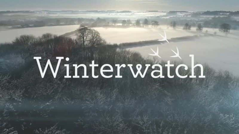 外语原版纪录片《2018 年冬季守望/Winterwatch 2018 》原版无字/外挂字幕 - 纪录片1080P/720P/360P高清标清网盘迅雷下载