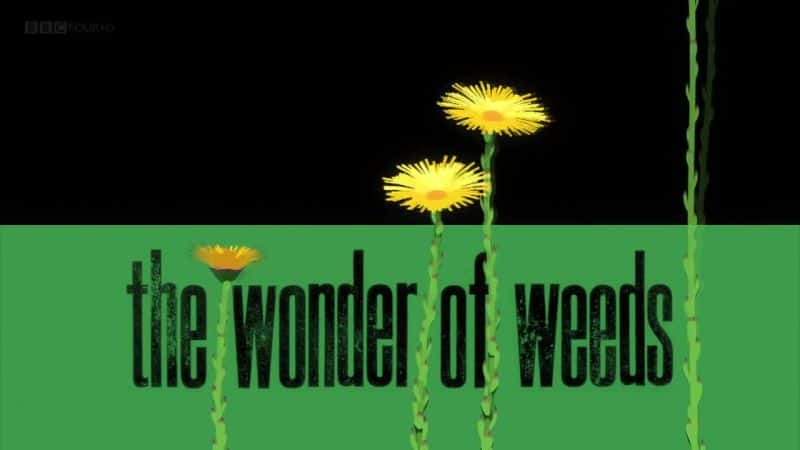 外语原版纪录片《杂草奇观 (BBC)/The Wonder of Weeds (BBC) 》原版无字/外挂字幕 - 纪录片1080P/720P/360P高清标清网盘迅雷下载