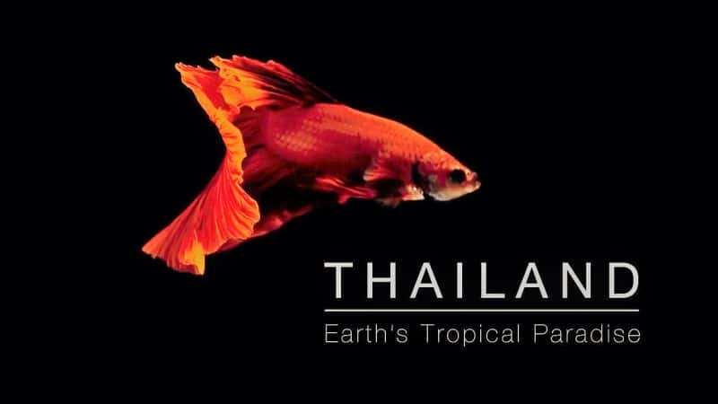 外语原版纪录片《泰国：地球上的热带天堂/Thailand: Earth's Tropical Paradise 》原版无字/外挂字幕 - 纪录片1080P/720P/360P高清标清网盘迅雷下载