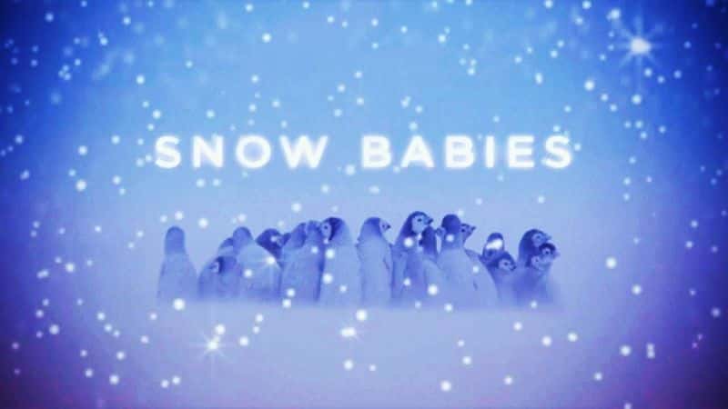 外语原版纪录片《雪宝宝/Snow Babies 》原版无字/外挂字幕 - 纪录片1080P/720P/360P高清标清网盘迅雷下载