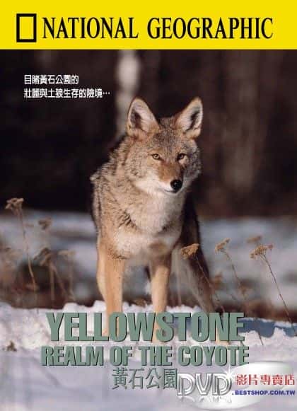 外语原版纪录片《黄石公园：土狼王国/Yellowstone: Realm of the Coyote 》原版无字/外挂字幕 - 纪录片1080P/720P/360P高清标清网盘迅雷下载