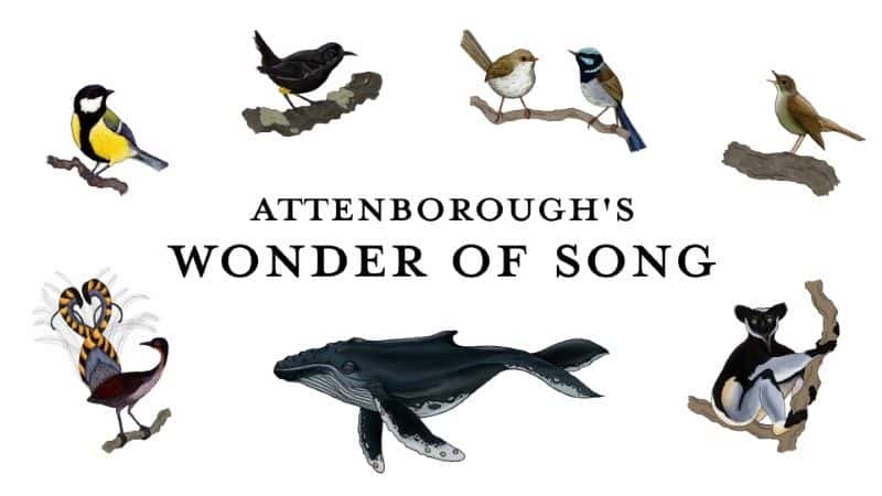 外语原版纪录片《阿滕伯勒的歌曲奇迹/Attenborough's Wonder of Song 》原版无字/外挂字幕 - 纪录片1080P/720P/360P高清标清网盘迅雷下载