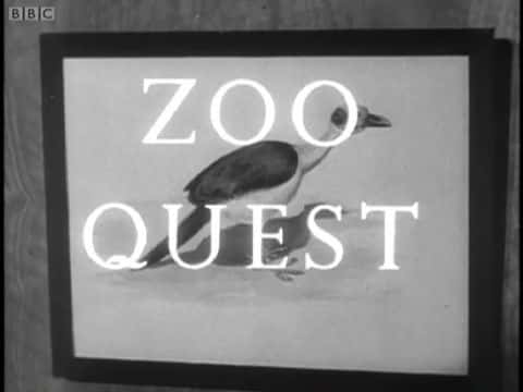 外语原版纪录片《动物园探索/Zoo Quest 》原版无字/外挂字幕 - 纪录片1080P/720P/360P高清标清网盘迅雷下载