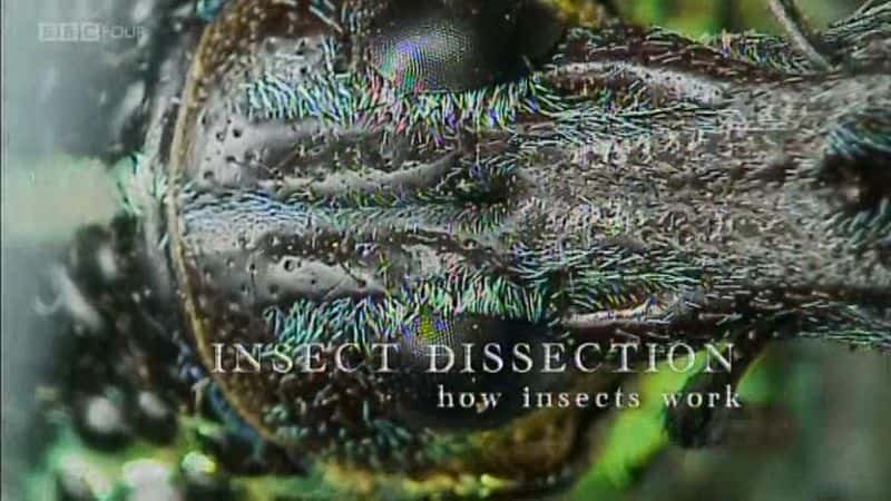 外语原版纪录片《昆虫解剖：昆虫的工作原理/Insect Dissection: How Insects Work 》原版无字/外挂字幕 - 纪录片1080P/720P/360P高清标清网盘迅雷下载