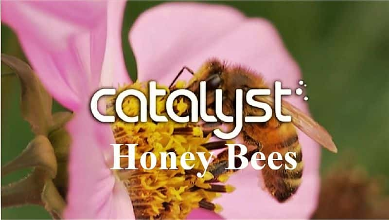 外语原版纪录片《催化剂系列 1：蜜蜂/Catalyst Series 1: Honey Bees 》原版无字/外挂字幕 - 纪录片1080P/720P/360P高清标清网盘迅雷下载