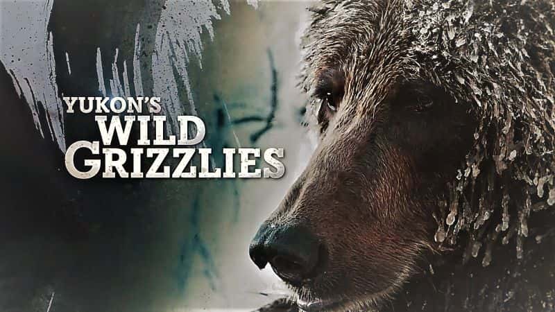 外语原版纪录片《育空地区：野生灰熊队/Yukons: Wild Grizzlies 》原版无字/外挂字幕 - 纪录片1080P/720P/360P高清标清网盘迅雷下载