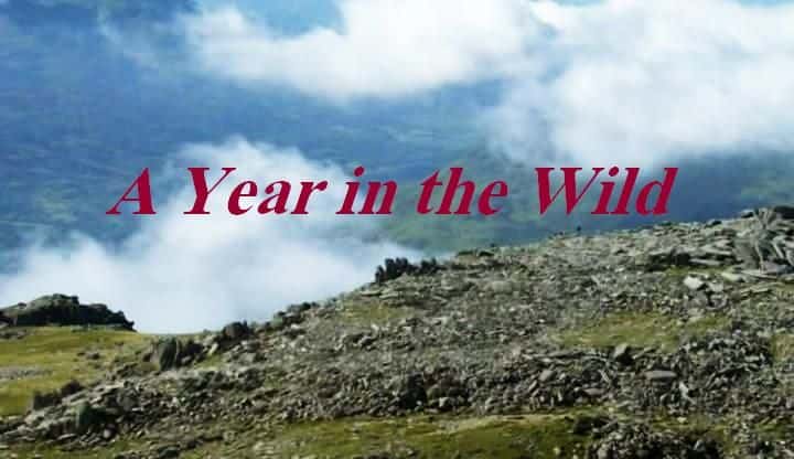 外语原版纪录片《野外一年/A Year in the Wild 》原版无字/外挂字幕 - 纪录片1080P/720P/360P高清标清网盘迅雷下载