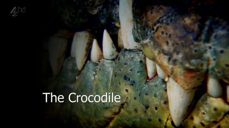 外语原版纪录片《鳄鱼 (Ch4)/Crocodile (Ch4) 》原版无字/外挂字幕 - 纪录片1080P/720P/360P高清标清网盘迅雷下载