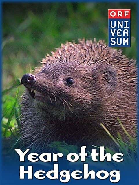外语原版纪录片《刺猬年/The Year of the Hedgehog 》原版无字/外挂字幕 - 纪录片1080P/720P/360P高清标清网盘迅雷下载