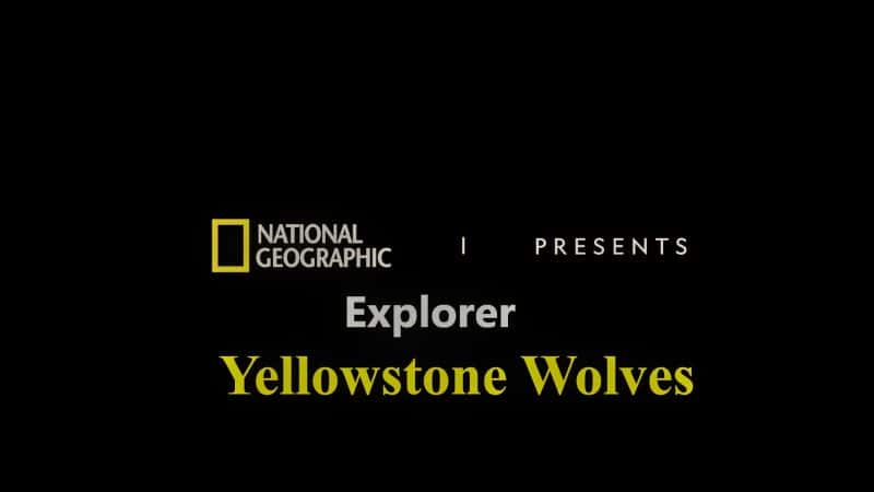 外语原版纪录片《黄石狼队/Yellowstone Wolves 》原版无字/外挂字幕 - 纪录片1080P/720P/360P高清标清网盘迅雷下载