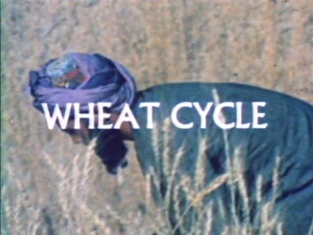 外语原版纪录片《小麦循环/Wheat Cycle 》原版无字/外挂字幕 - 纪录片1080P/720P/360P高清标清网盘迅雷下载