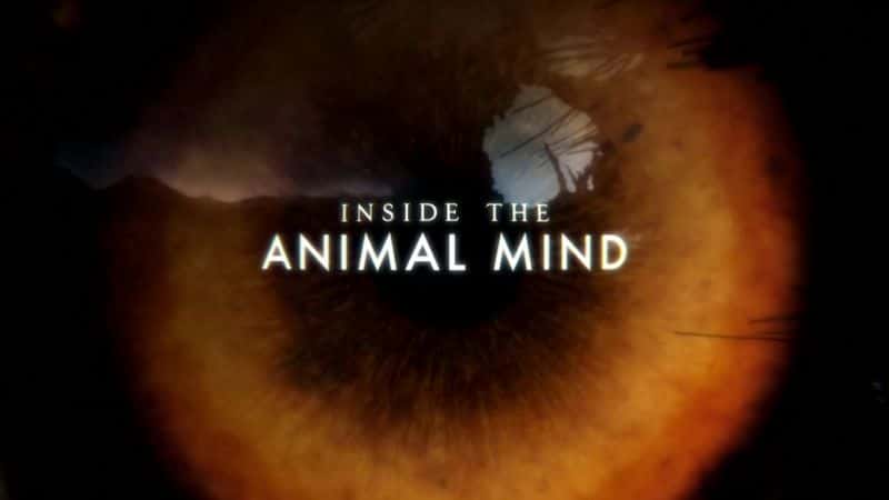 外语原版纪录片《动物内心深处/Inside the Animal Mind 》原版无字/外挂字幕 - 纪录片1080P/720P/360P高清标清网盘迅雷下载