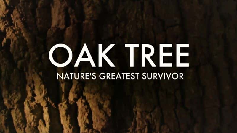 外语原版纪录片《橡树：自然界最伟大的幸存者 - 系列 1/Oak Tree: Nature's Greatest Survivor- Series 1 》原版无字/外挂字幕 - 纪录片1080P/720P/360P高清标清网盘迅雷下载