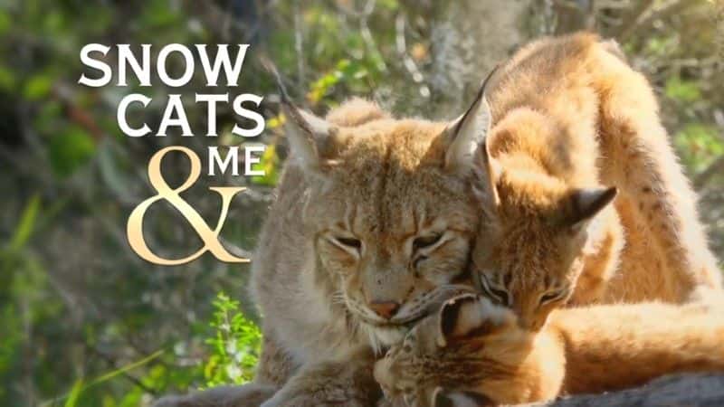外语原版纪录片《雪猫和我/Snow Cats and Me 》原版无字/外挂字幕 - 纪录片1080P/720P/360P高清标清网盘迅雷下载