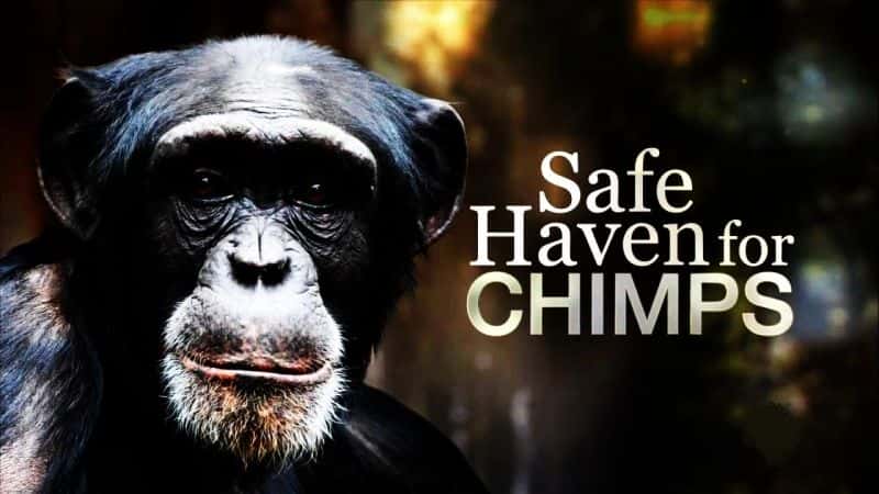外语原版纪录片《黑猩猩的避风港/Safe Haven for Chimps 》原版无字/外挂字幕 - 纪录片1080P/720P/360P高清标清网盘迅雷下载