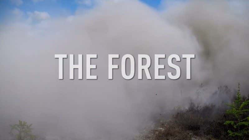 外语原版纪录片《森林/The Forest 》原版无字/外挂字幕 - 纪录片1080P/720P/360P高清标清网盘迅雷下载