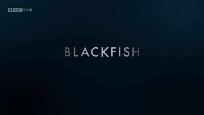 外语原版纪录片《黑鱼：杀死的鲸鱼/Blackfish: The Whale that Killed 》原版无字/外挂字幕 - 纪录片1080P/720P/360P高清标清网盘迅雷下载