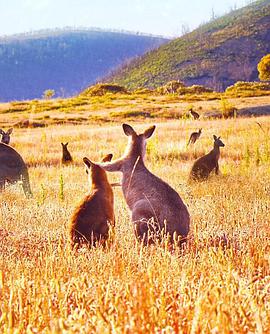 美国电影剧情片《袋鼠谷 Kangaroo Valley》(2022)[1080P][超清][BT下载]