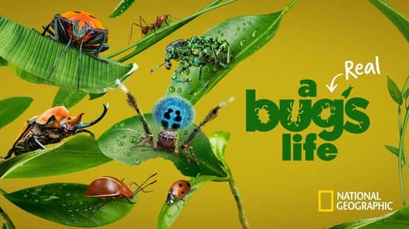 [美国][纪录片][冒险]《虫虫历险记 第一季》A Real Bug’s Life [1080P][超清][BT下载]