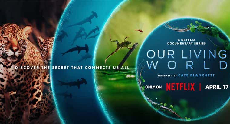 [英国][纪录片]《我们的生物世界 第一季》Our Living World [1080P][超清][BT下载]