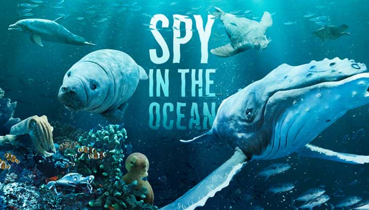 [英国][纪录片][纪录片]《海洋间谍 第一季》Spy in the Ocean [1080P][超清][BT下载]