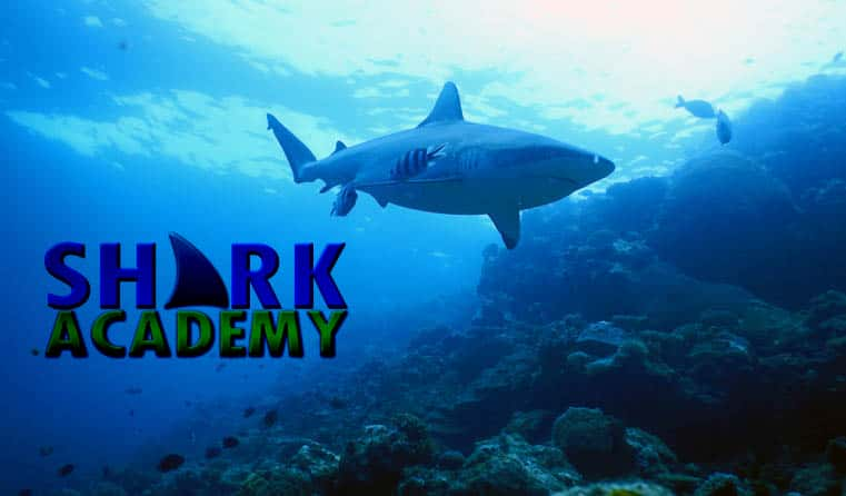 [美国][英国][纪录片]《鲨鱼学院》 Shark Academy [1080P][超清][BT下载]