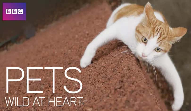 [英国][纪录片]《萌宠也疯狂 第一季》 Pets – Wild at Heart [1080P][超清][BT下载]