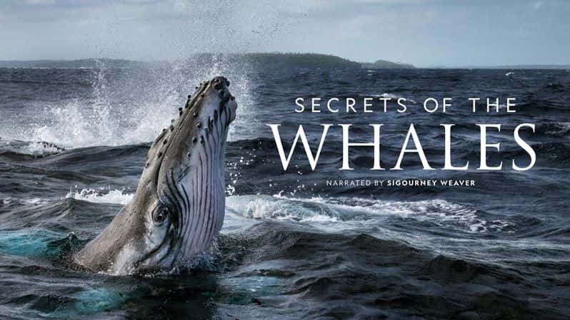 [美国][纪录片][纪录片]《鲸鱼的秘密 第一季》Secrets of the Whales [1080P][超清][BT下载]
