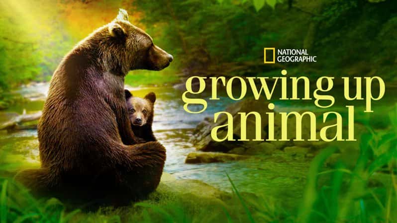 [美国][纪录片]《动物成长 第一季》Growing Up Animal [1080P][超清][BT下载]