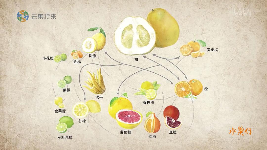 电视剧《水果传 第一季》（2018中国大陆）--高清BT迅雷资源下载