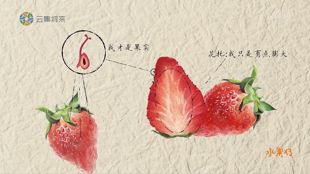 电视剧《水果传 第一季》（2018中国大陆）--高清BT迅雷资源下载